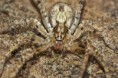 /album/anyphaenidae/anyphaena-accentuata-zr1-jpg/